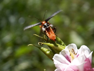 The beetle on the flower is trying to fly
