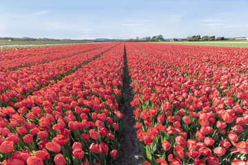 Endless red tulips bulbs farm at spring time in Lisse nearby the famous keukenhof tulips garden,...
