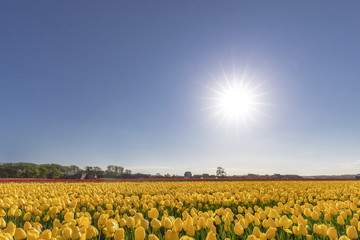 Endless view of yellow red tulips flowers under a hash sun light at Lisse, Netherlands