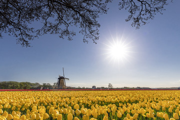 Endless view of yellow red tulips flowers under a hash sun light at Lisse, Netherlands