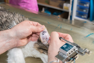 Tatouage, technique ancienne d'identification des animaux, un code est gravé dans l'oreille droite...