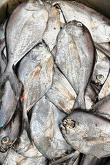 Butterfishes of the pampus genus-fisherman.s hut in the harbor. Sipalay-Philippines. 0379
