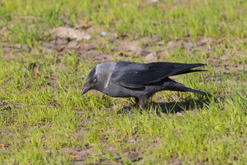 Jackdaw walks along the green field.