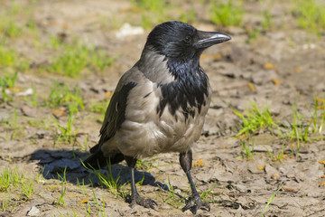 The crow walks along the green field.
