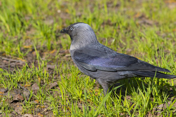 Jackdaw walks along the green field.