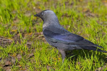 Jackdaw walks along the green field.