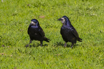 A couple of rooks are walking along the green field.