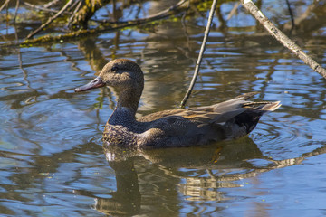 A gray duck swims in the spring lake.