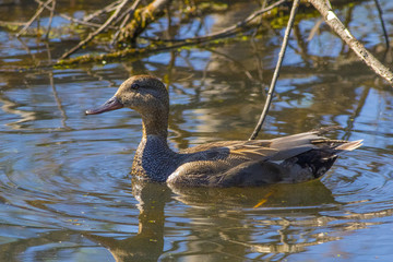A gray duck swims in the spring lake.