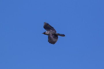 A flying jackdaw against the blue sky.