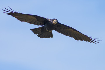 Obraz premium Flying rook on a background of blue sky.