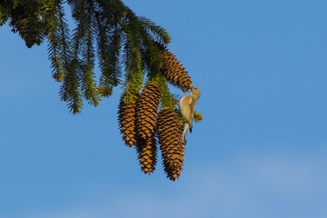 The bird of repols sits on fir cones.