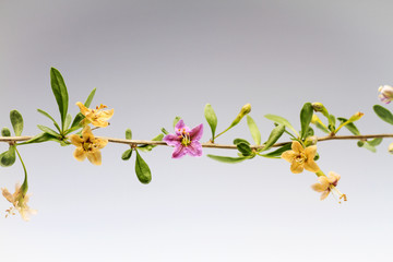 branch of Lycium barbarum with flowers