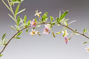 Lycium barbarum branch with flowers