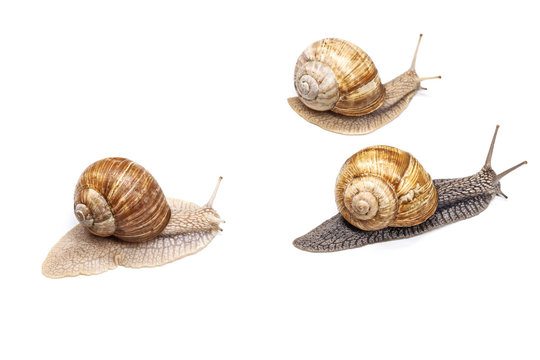 racing of snails on a white background