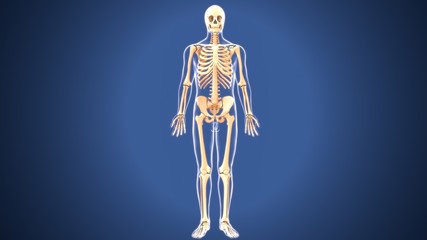 3d illustration of human body skeleton anatomy 