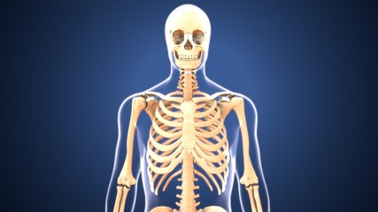 3D illustration of human skeleton ribs anatomy 