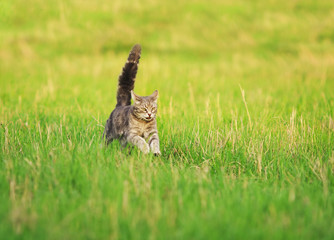 cute kitten runs merrily through the spring meadow with its tail and paws up