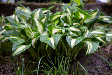 beautiful landscaping withl plants and flowers.Spring time