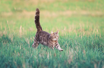  striped kitten runs merrily through the spring meadow with its tail and paws up