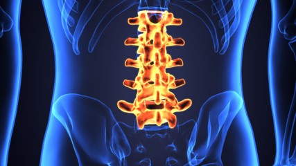 3D Illustration of Spinal cord (Thoracic Vertebrae) a Part of Human Skeleton Anatomy