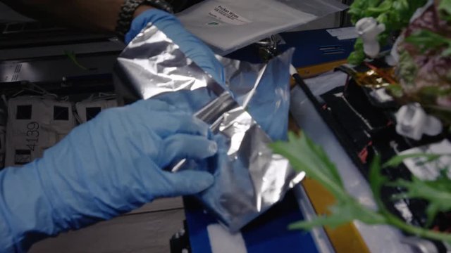 Close up, astronaut wraps plant in International Space Station