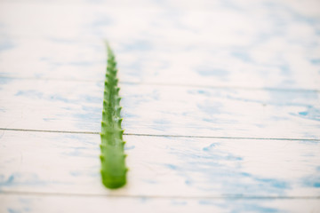 Naklejka premium Green leaf of an aloe on a white wooden background