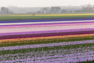 Campo de jacintos de diferentes colores creando un arcoiris en una granja de flores en los Países Bajos