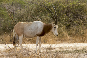 Oryx algazelle, Oryx dammah