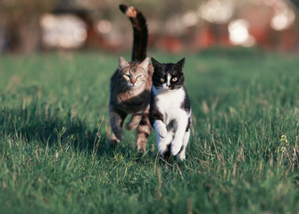 two beautiful funny cute cats are fun and fast to run a race through the summer meadow