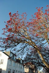Red Berries White House