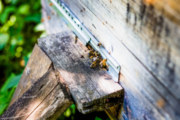 Hives in an apiary with bees flying to the landing boards. Apiculture