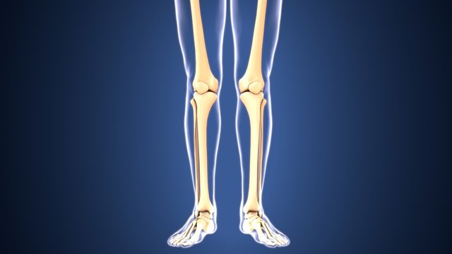 3D illustration of Tibia - Part of Human Skeleton.
