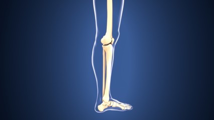 3D illustration of Tibia - Part of Human Skeleton.
