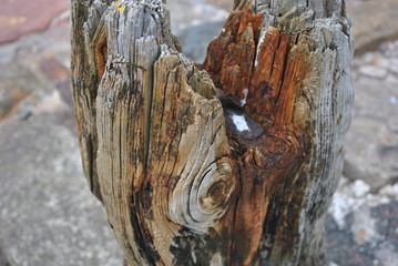 Weathered Timber