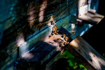 Bees flying out of the hive