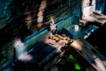 Bees at the entrance to their beehive