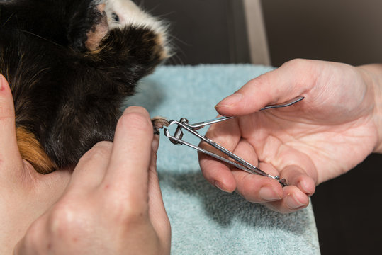les vétérinaires donnent des soins au animaux domestiques,  coupent les griffes et nettoient  les oreilles , les yeux, les coiffent, les tondent.