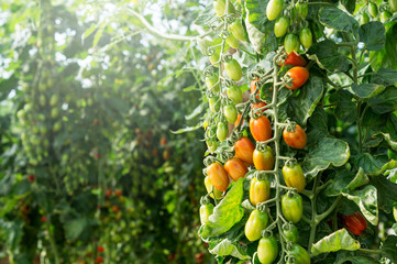 Tomatoes Plants