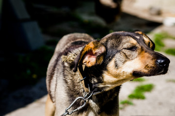 .The brown dog is tied in the yard