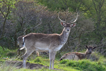 stag in holland