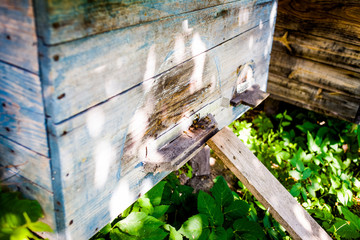 Wooden beehive and bees.