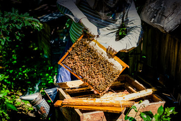 The beekeeper stands near to hives with bees