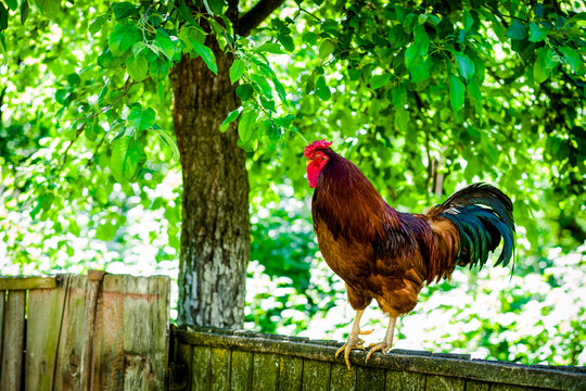 The cock stands on a wooden fence