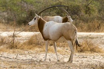 Oryx algazelle, Oryx dammah