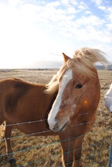 Icelandic Pony