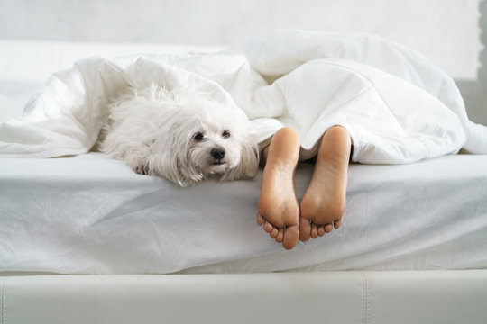 Black Girl Sleeping In Bed With Dog And Showing Feet