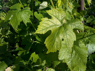 green grape leaves