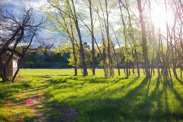 Backlit Trees with Trail