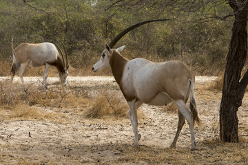Oryx algazelle, Oryx dammah